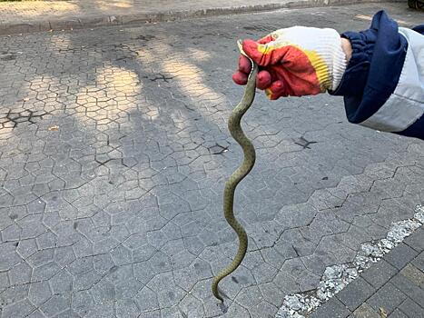 Агрессивная полутораметровая змея на ступеньках напугала посетителей "Магнита" в Геленджике