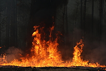Аудитор Мамедов: безалаберность и слабый мониторинг способствуют лесным пожарам