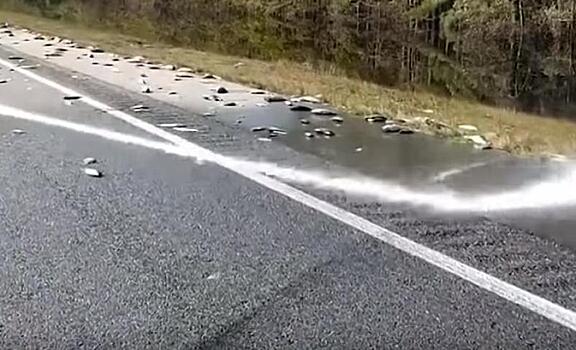 Тысячи мертвых рыб остались на шоссе после урагана «Флоренс»