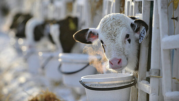 Израиль может построить 300 молочных ферм в России