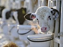 Израиль может построить 300 молочных ферм в России