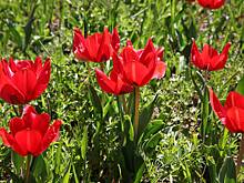 Редкий краснокнижный тюльпан зацвел в российском регионе