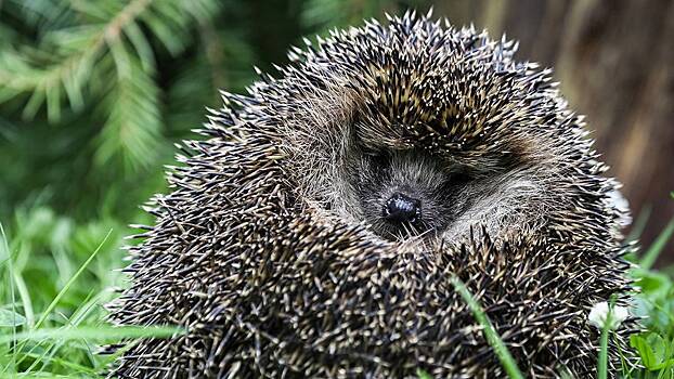 Ежи, лягушки и летучие мыши начали просыпаться на природных территориях столицы