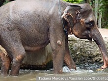 Парк слонов Мейсон на Бали объявил о прекращении катания на слонах