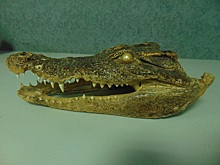 Еще один российский турист прилетел из Вьетнама с головой крокодила