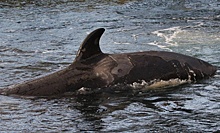День китов в России: власти помогают узникам приморской "тюрьмы" только на словах