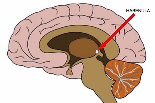 Воздействие на хабенулу поможет в борьбе с депрессией