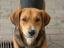 Натравил собаку на росгвардейца