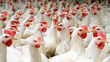 В Ростовской области вакцинируют птиц от высокопатогенного гриппа