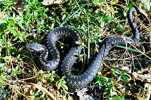 Нашествие змей напугало дачников под Новосибирском