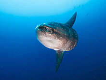 Seaside Aquarium: на побережье штата Орегон нашли рыбу-луну длиной 2,2 метра