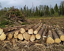 В префектуре Зеленограда ответили на просьбу запретить сжигание порубочных остатков