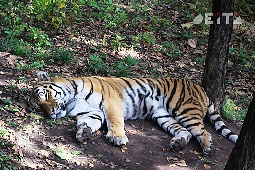 ОНФ требует защитить дальневосточников от голодных тигров
