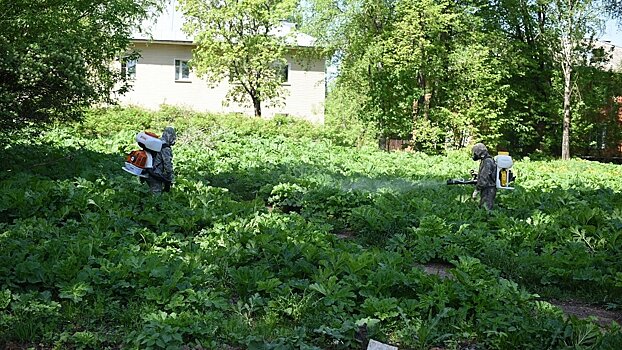 В Кирове на 70 территориях ликвидируют борщевик