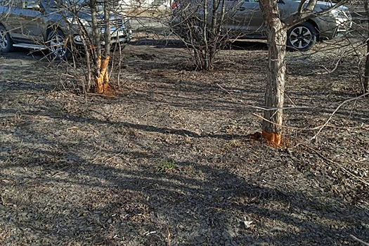 Полевки уничтожили сквер на улице Демакова в Новосибирске