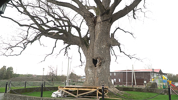 Уникальное двухсотлетнее дерево пытаются спасти в Сочи