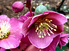 Морозник Anna's Red - необычный экземпляр удивительного цвета в моей коллекции