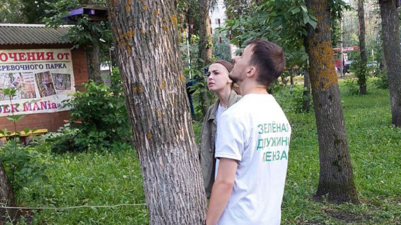 В Детском парке решили снести опиленные деревья