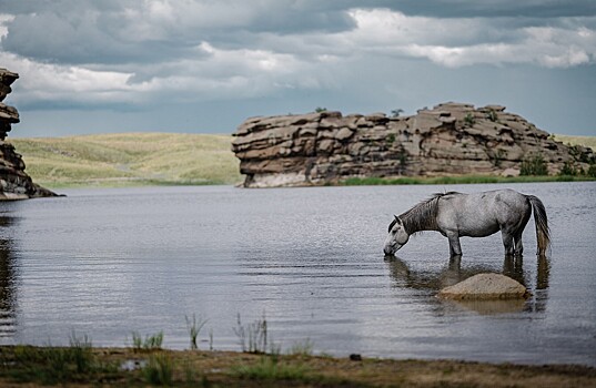 Почему у лошадей глаза расположены по бокам головы?