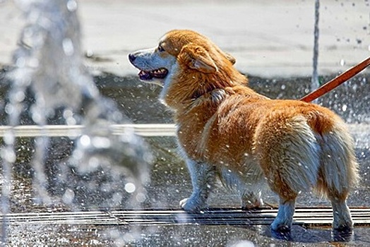 Мособлдума предложила внести в КоАП РФ изменения по вопросу выгула собак