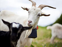 Норвежский стартап делает «умные ошейники» для животных на фермах