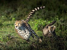 Почему у животных на шерсти проявляются пятна и полосы?