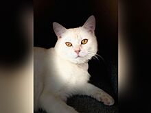 Бездомный котенок попал к костромскому депутату и замяукал