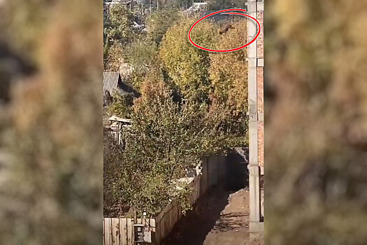 Собака спрыгнула с пятого этажа дома, не пострадала и удивила соцсети