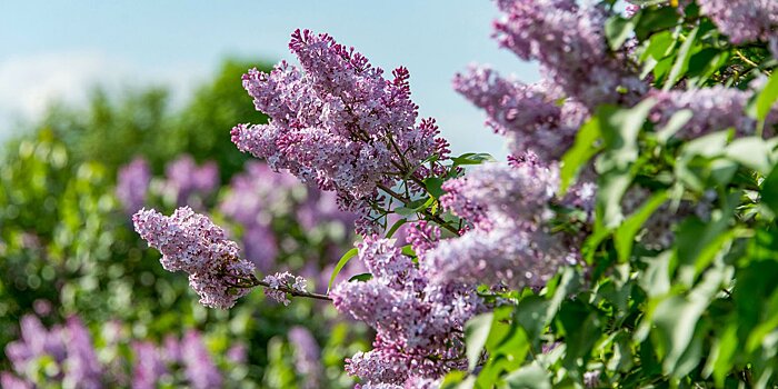 Этой весной в Теплом Стане появятся новые деревья и кустарники