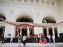 Неизвестного науке титанозавра нашли в Аргентине