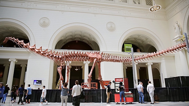 Неизвестного науке титанозавра нашли в Аргентине