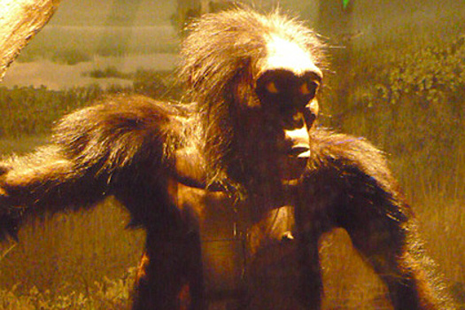 Ученые раскрыли подробности смерти австралопитека Люси