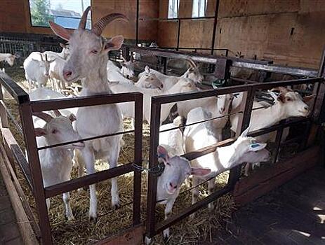 В Самарской области пройдет конкурс для сыроваров