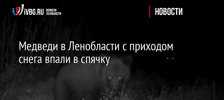 Медведи в Ленобласти с приходом снега впали в спячку