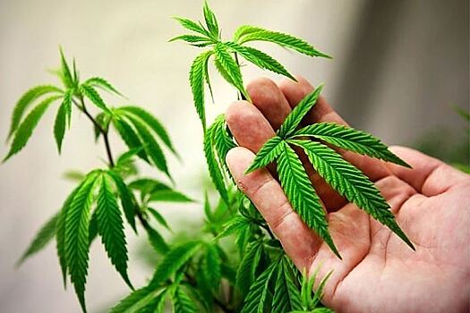 Рекордная доля американцев поддержала легализацию марихуаны
