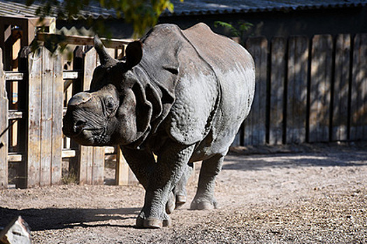 Носорог догнал и покалечил браконьера