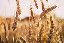 Беларусь планирует получить не менее 9 млн тонн зерна