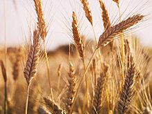 Беларусь планирует получить не менее 9 млн тонн зерна