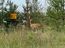 Застрявшую за забором косулю спасли жители Новосибирска