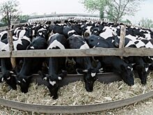 В Лихтенштейне футболисты РФ стали свидетелями фестиваля коров