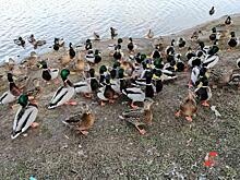 Кузбасская птицефабрика инвестирует в уток и грибы свыше полумиллиарда