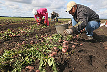 На Урале снизятся цены на ранний картофель