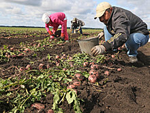 На Урале снизятся цены на ранний картофель