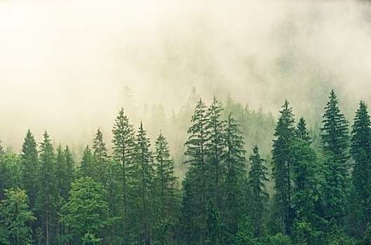 Минсельхоз предлагает утвердить правила содержания защитных лесных насаждений