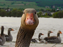 В Касимовском округе вандалы украли фигуру гуся из парка