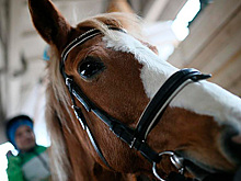 На Ставрополье организовали бесплатную иппотерапию для детей с синдромом Дауна