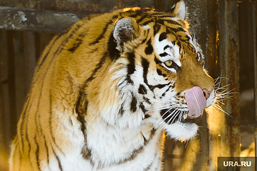 В Приморском крае расчленили краснокнижного тигра