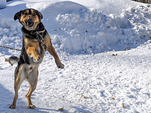 Почти 5 тысяч жителей Удмуртии обратились в больницу с укусами животных за 2019 год