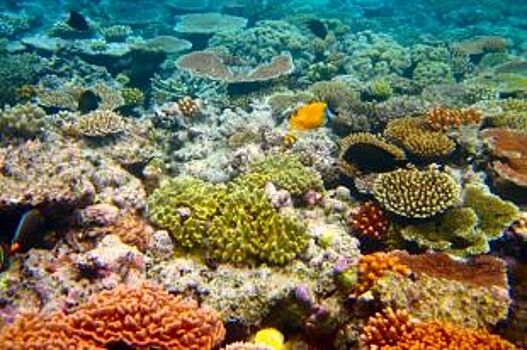 Кемеровчанин привёз из Таиланда запрещённый к вывозу коралл