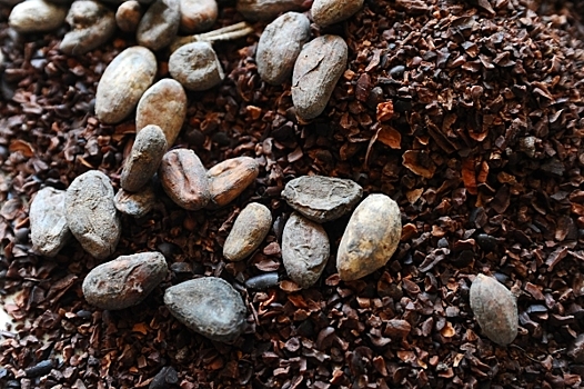 Какао-бобы на бирже подорожали до рекордных $5,6 тысячи за тонну